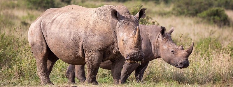 Wildlife in Amboseli National Park